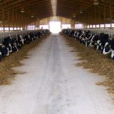 هوشمند سازی گاوداری ها